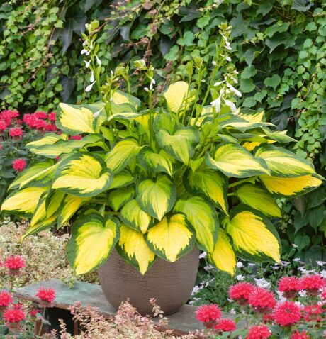 Hosta 'Orange Marmalade'